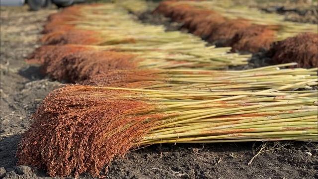 Из чего делают веники. Семяна для веника. Как выростить веники самим смотреть онлайн