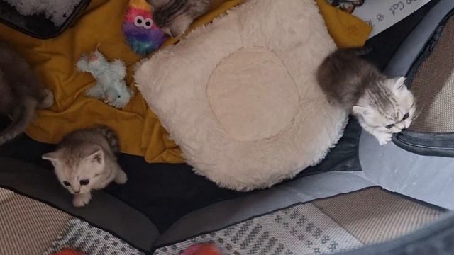 Котята громко мяукают и зовут свою маму кошку смотреть онлайн