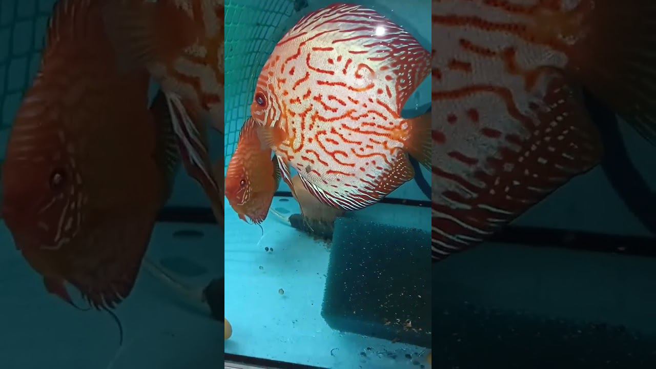 Пара Пидженов на продажу #discus #aquarium #аквариум #аквариумныерыбки смотреть онлайн