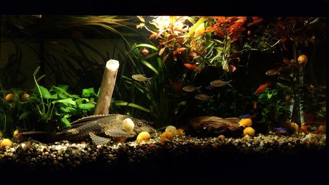 Аквариум 60л. День 375. Мешаем рыбкам спать. смотреть онлайн