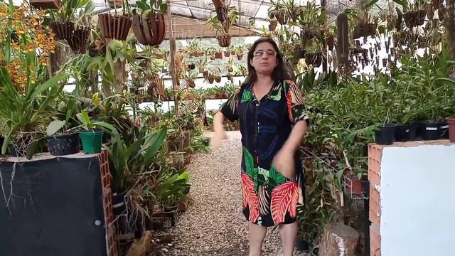 orquídeas para iniciantes. смотреть онлайн