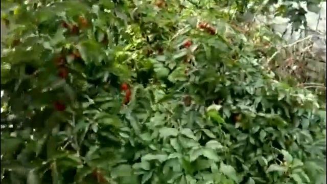 Кизил "Грушевый" смотреть онлайн