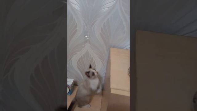 Котята едят баклажан. Позитив от 😻 Марселя. Your pets love vegetables. смотреть онлайн