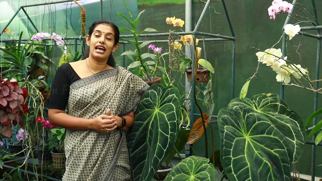 Anthurium Magnificum