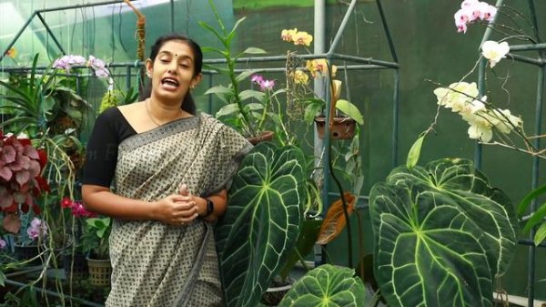 Anthurium Magnificum