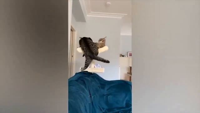 🤣ПРИКОЛЫ С ЖИВОТНЫМИ /🐱 Смешные коты /🐶 Собаки / 🐼Смешные животные #2 смотреть онлайн