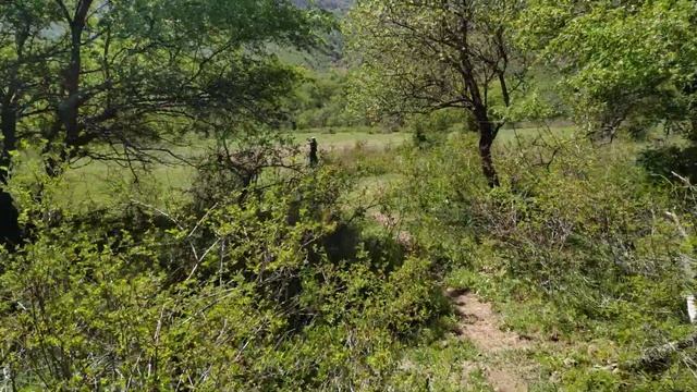 Сцена -10. В поисках грибов на Афганской поляне. смотреть онлайн