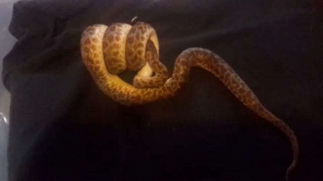 Spotted python eats mouse like a champ! смотреть онлайн