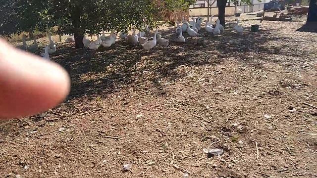 Goose.Как поймать гуся,лайфхаки! смотреть онлайн