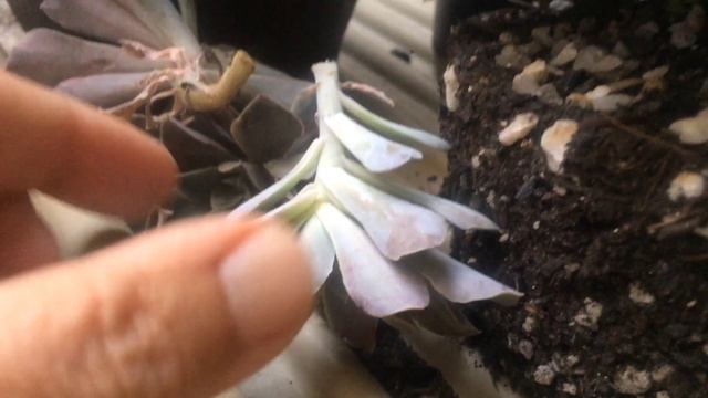 ECHEVERIA RIPPLING WATERS VARIEGATA - COM MUITAS MUDAS смотреть онлайн