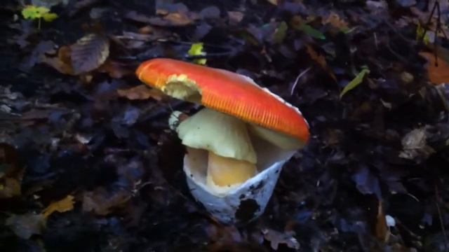 Amanita Caesarea"Un uovo nel bosco"3 смотреть онлайн
