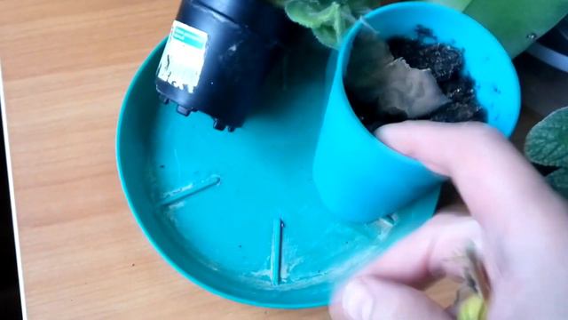 ЦВЕТЫ НА РАБОТЕ Вологда летняя смотреть онлайн