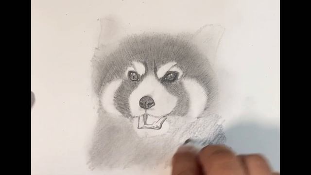 ［動物編］レッサーパンダを模写してみた　I tried copying a red panda смотреть онлайн