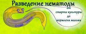 Разведение нематоды в домашних условиях
