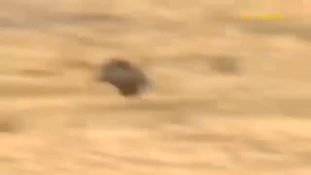 Warthog Is Too Subjective Will It Escape The Fierce Attack Of Leopard - Shocking Ending