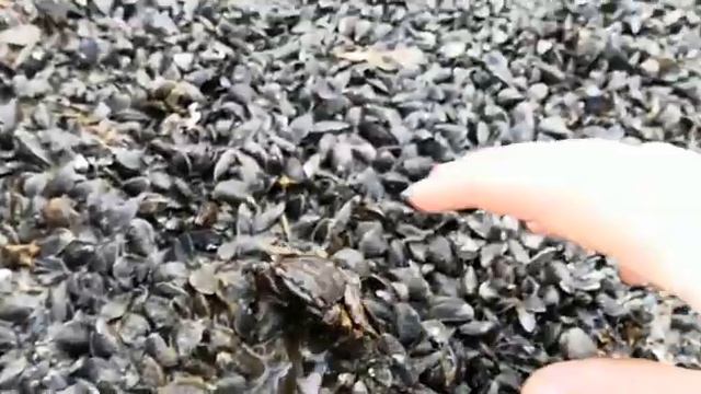 Ведро крабов смотреть онлайн