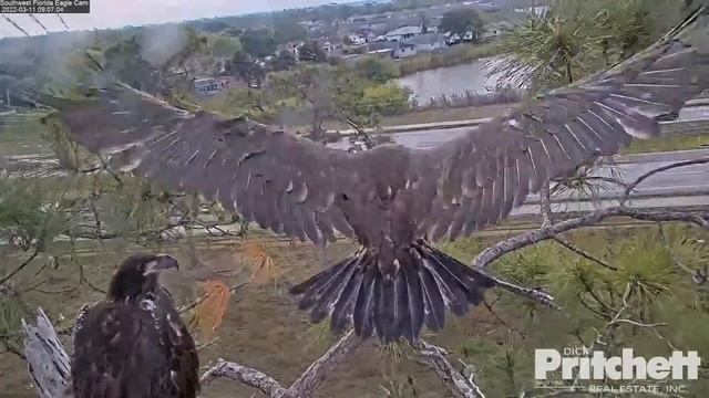 03-11-22 SWFL Bald eagles; fun times on the veranda together, E19 and E20. смотреть онлайн