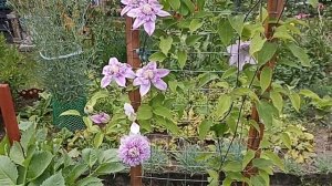 Клематис Жозефина . Clematis Josefina . Английский сорт клематиса . Группа Патенс .