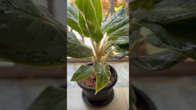Aglaonema Plant Care | Aglaonema Silver Queen | Chinese Evergreen смотреть онлайн