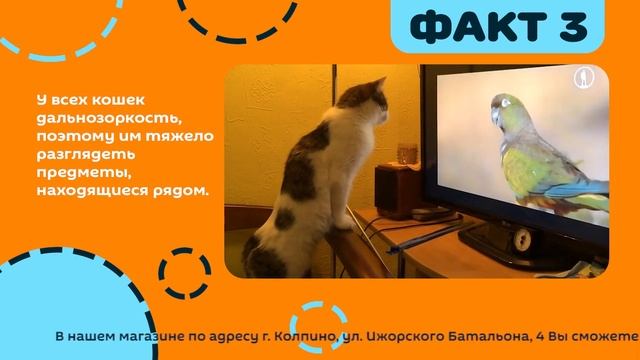 5 интересных фактов о котиках (1 часть). смотреть онлайн