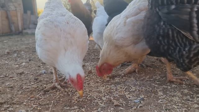 حيوانات الغابة ، عالم الحيوان ، أصوات الحيوانات ، الأسد , الطاووس , خروف , يا غنماتي , دجاج , ماعز смотреть онлайн
