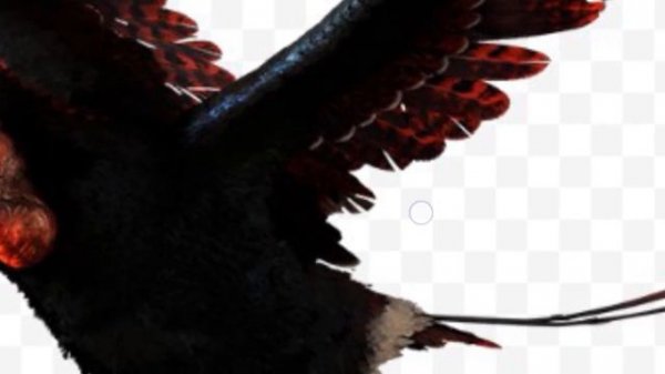 история птиц 🌄