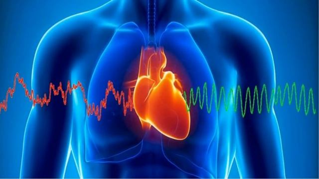 Тема 18. Кровообращение