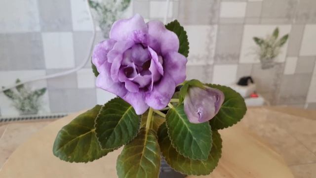 Глоксиния Соната сиреневая Голландия смотреть онлайн