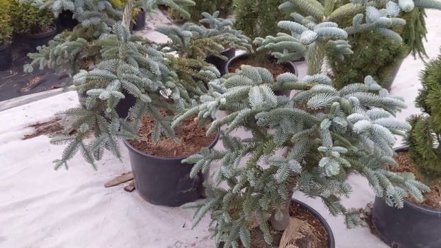 Пихты в продаже. Обзор пихт.