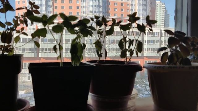 Ахименесы и Смитикадония - пора подвязывать.17 марта 2023. смотреть онлайн