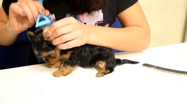 Гигиеническая стрижка щенка Йоркширского терьера.Как сделать дома самостоятельно. смотреть онлайн