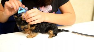 Гигиеническая стрижка щенка Йоркширского терьера.Как сделать дома самостоятельно.