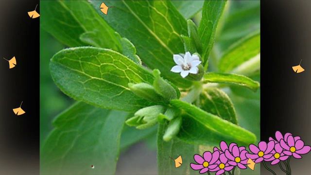 Stevia / Meethi Tulsi/ मीठी तुलसी / मधुमेह से बचने के लिए स्टीविया करे प्रयोग/ madhumeh/ sugar смотреть онлайн