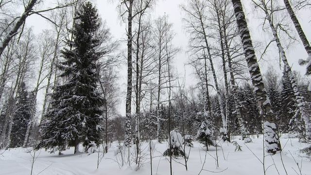 Заснеженный лес. ч.17. Январь 2024 смотреть онлайн