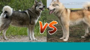 Западно-сибирская лайка против Российско-европейской лайки.