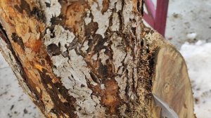 Обрабатываю рану яблони после обрезки так, что все зарастает?.