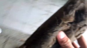 Как уменьшить звук питбайка или КАК ПЕРЕКЛЕПАТЬ ГЛУШИТЕЛЬ ОТ ПИТБАЙКА