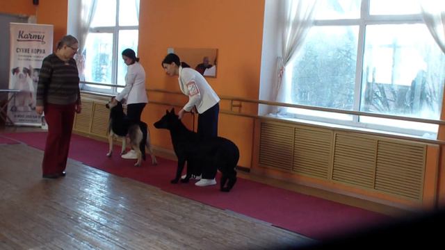 Тула 21.01.2024 МОНО ВЕО суки промежуток bestdog.mybb.ru смотреть онлайн