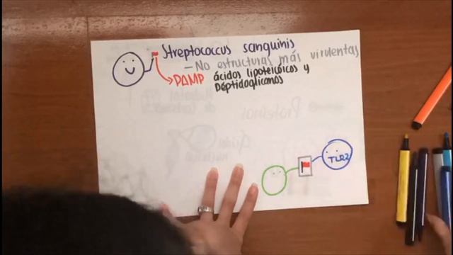 STREPTOCOCCUS SANGUINIS RECEPTORES DE TLR смотреть онлайн