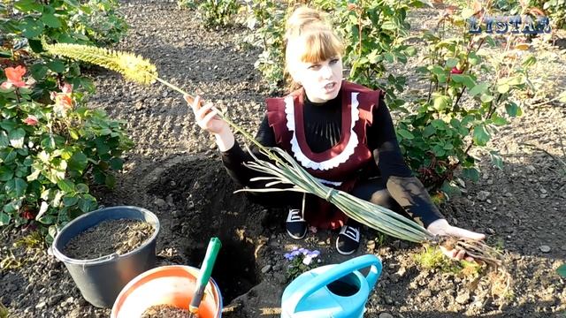 ЭРЕМУРУС посадка выращивание уход вредители болезни подкормка размножение эремуруса смотреть онлайн