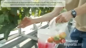 Выращиваем на балконе