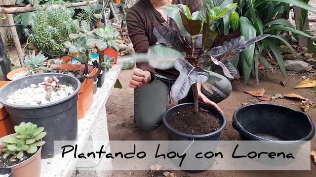 como cuidar el croton//en maseta o en suelo directo 🤔. 🪴 смотреть онлайн