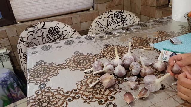 ЧЕСНОК завалит урожаем ? сажайте так не меняя МЕСТО! смотреть онлайн