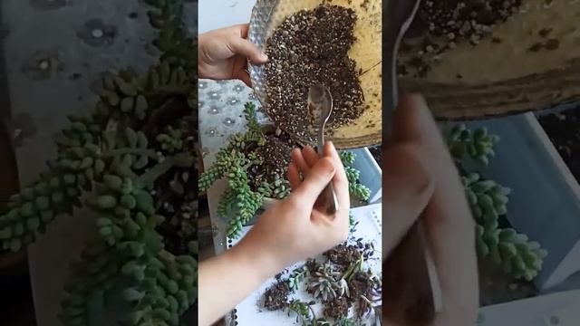 sukulent sedum burrito bakımı ) смотреть онлайн