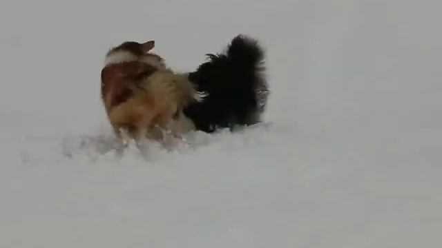 играют колли смотреть онлайн