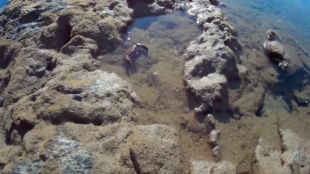 Каменные и песочные крабы Средиземного моря смотреть онлайн