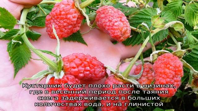 Малина Исполин смотреть онлайн