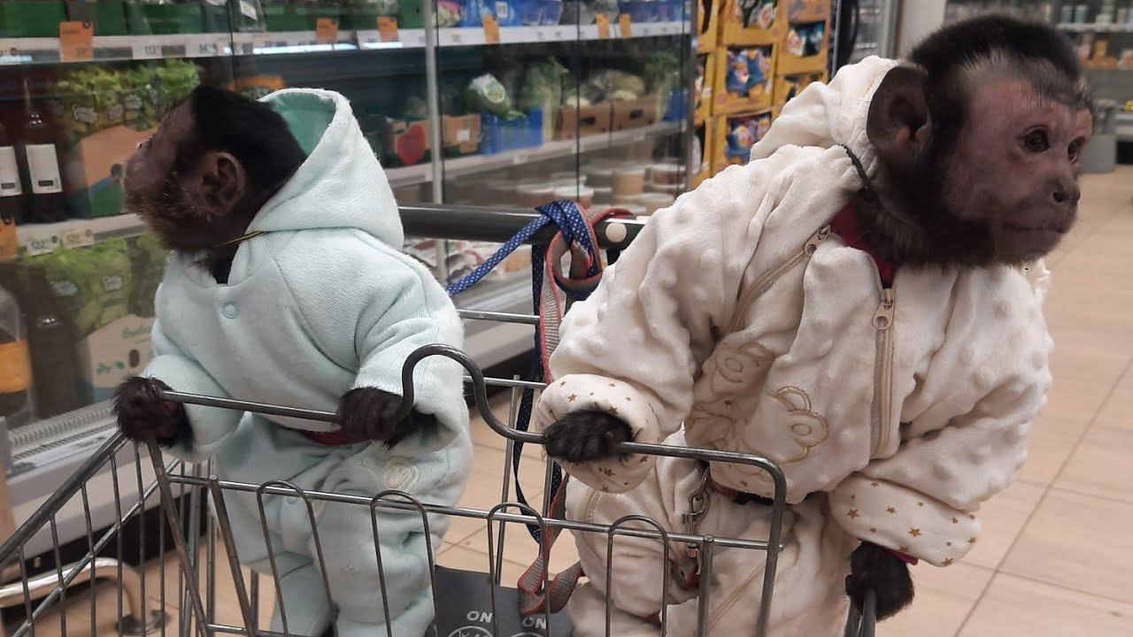 Обезьянки в магазине выбор продуктов #monkey #обезьяна #petmonkey #babymonkey