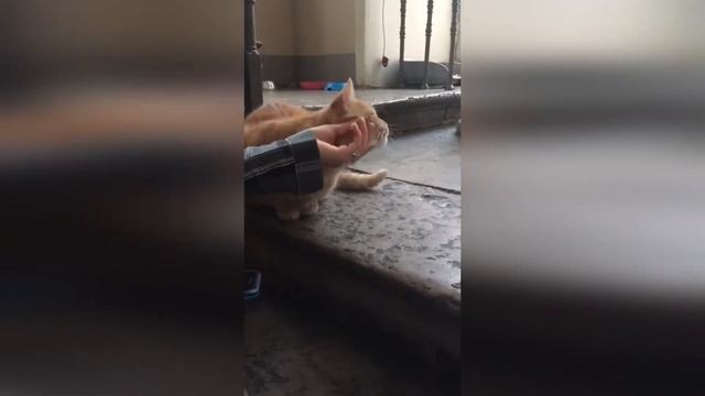 Коты в Эрмитаже смотреть онлайн