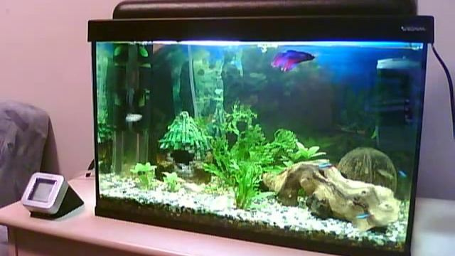 Akvarium 50L смотреть онлайн